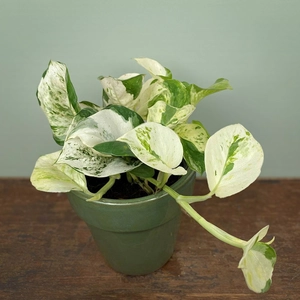 Epipremnum aureum 'Happy Leaf' (Pot Size 12cm) Manjula pothos / Pothos happy leaf