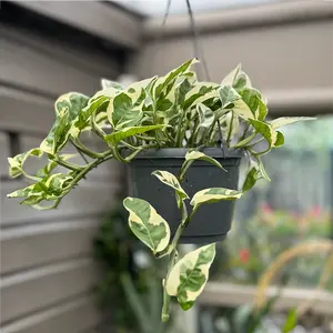 Epipremnum aureum 'N'Joy' (Hanging Pot Size 12cm) N'Joy devils ivy - image 2
