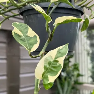 Epipremnum aureum 'N'Joy' (Hanging Pot Size 12cm) N'Joy devils ivy - image 3