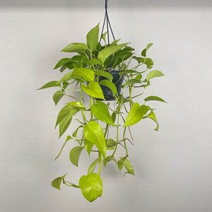 Epipremnum aureum 'Neon' (Hanging Pot 15cm) Neon pothos