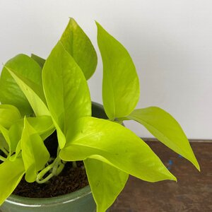 Epipremnum aureum 'Neon' (Pot Size 12cm)   Neon pothos