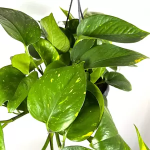 Epipremnum aureum (Pot Size 15cm) Devil's Ivy