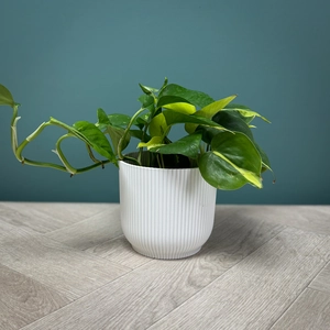 Epipremnum pinnatum 'Tricolour' (Pot Size 12cm)  Pothos 'Tricolour'