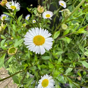 Erigeron Glaucus 'Sea of Blossom' (Pot Size 3L)