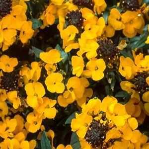 Erysimum 'Fragrant Sunshine' (Pot Size 17cm) Fragrant Sunshine Wallflower