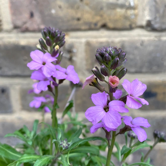 Erysimum 'Poem Lavender' (Pot Size 1L) Perennial Wallflower - image 1