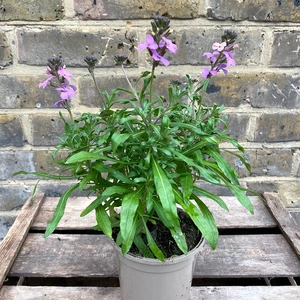 Erysimum 'Poem Lavender' (Pot Size 1L) Perennial Wallflower - image 2