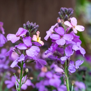 Erysimum 'Poem Lavender' (Pot Size 1L) Perennial Wallflower - image 3