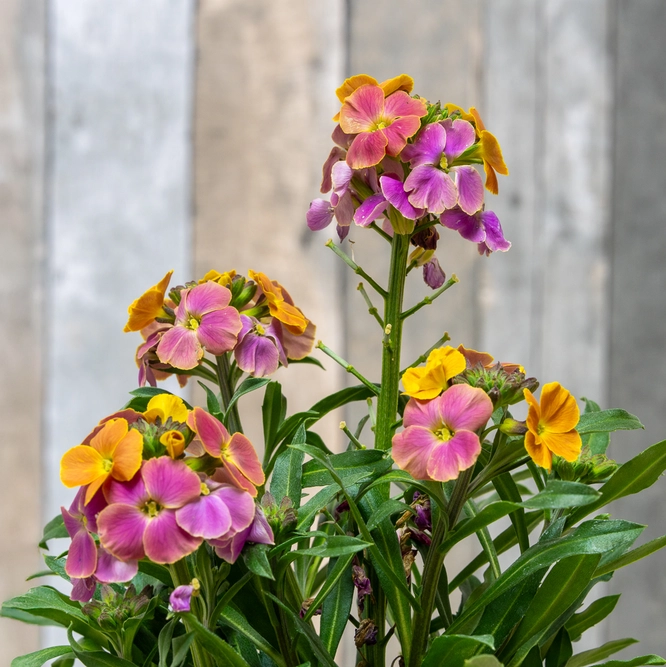 Erysimum 'Tricolour Erysistible' (Pot Size 13cm)