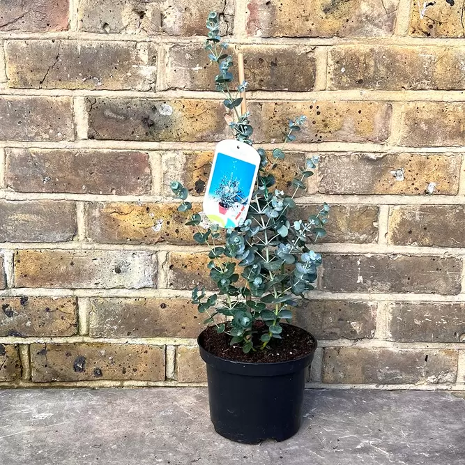 Eucalyptus gunnii (Pot Size 2L) - Cider Gum - image 2