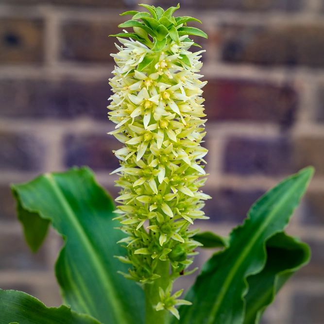 Eucomis ‘Aloha Maui’ (Pot Size 1.5L) Aloha Maui Pineapple Lily Perennial Yarrow - image 1