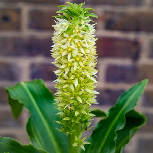 Eucomis ‘Aloha Maui’ (Pot Size 1.5L) Aloha Maui Pineapple Lily Perennial Yarrow - image 1