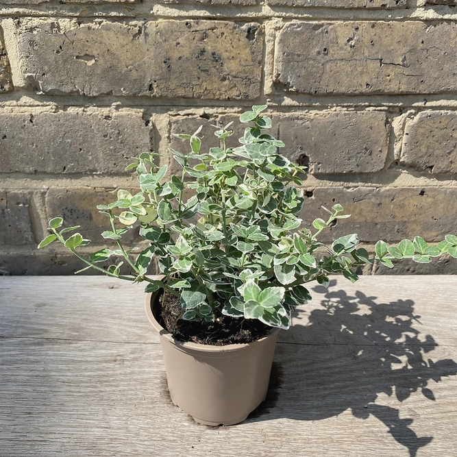 Euonymus fortunei 'Emerald Gaiety' (Pot Size 13cm) - Spindle - image 2