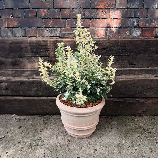 Euonymus fortunei 'Harlequin' (Pot Size 29cm) - image 1