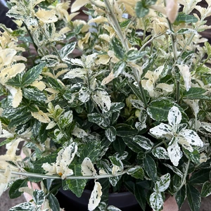 Euonymus fortunei 'Harlequin' (Pot Size 29cm) - image 2