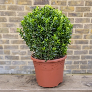 Euonymus 'Green Spire' Ball (Pot Size 7.5L) - image 1