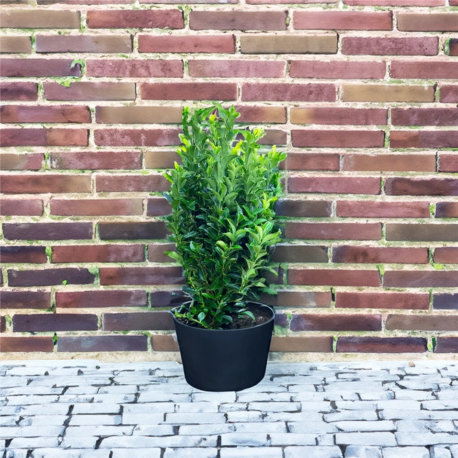 Euonymus japonicus 'Green Spider' (Pot Size 1L) Japanese Spindle - image 1