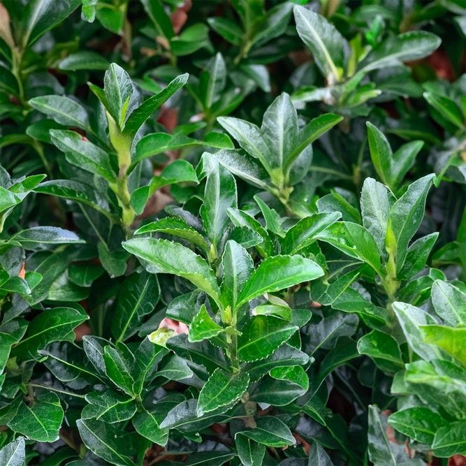 Euonymus japonicus 'Green Spider' (Pot Size 3L) Japanese Spindle - image 1