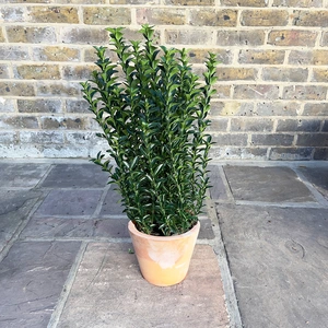 Euonymus japonicus 'Green Spire' (Pot Size 3L) - Spindle Tree - image 3