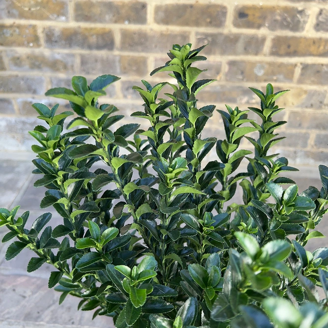 Euonymus japonicus 'Green Spire' (Pot Size 3L) - Spindle Tree - image 5