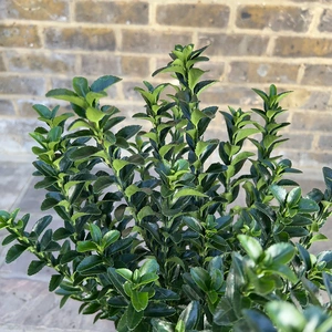 Euonymus japonicus 'Green Spire' (Pot Size 3L) - Spindle Tree - image 5