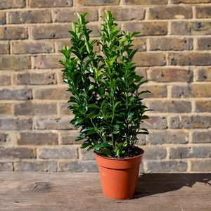 Euonymus japonicus 'Green Spire' (Pot Size 3L) - Spindle Tree - image 6