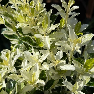 Euonymus japonicus 'Pierrolino' (Pot Size 1.5L) Japanese Spindle ‘Pierrolino’ - image 1