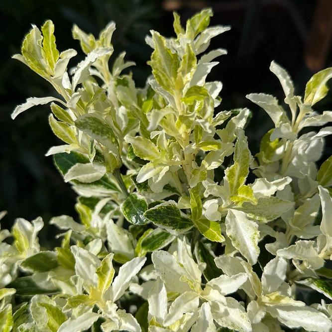 Euonymus japonicus 'Pierrolino' (Pot Size 1.5L) Japanese Spindle ‘Pierrolino’ - image 2