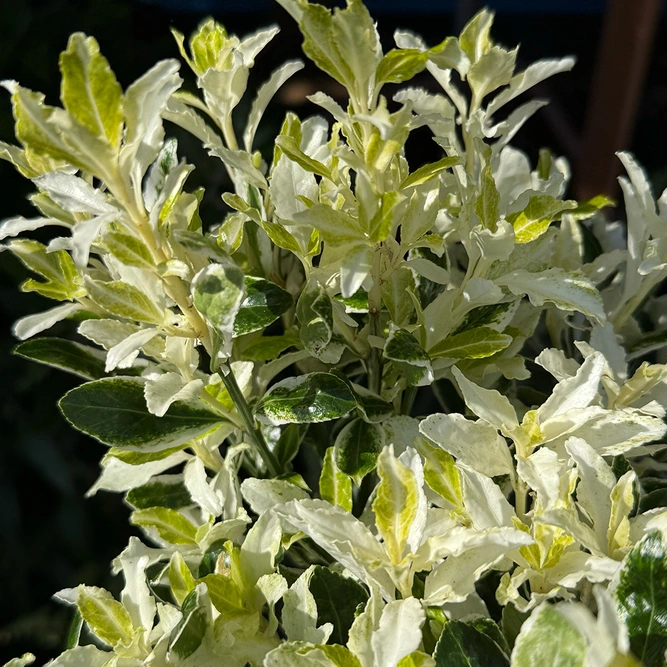 Euonymus japonicus 'Pierrolino' (Pot Size 1.5L) Japanese Spindle ‘Pierrolino’ - image 3