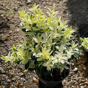 Euonymus japonicus 'Pierrolino' (Pot Size 1.5L) Japanese Spindle ‘Pierrolino’ - image 4