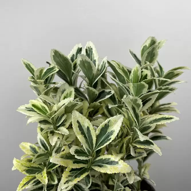Euonymus japonicus 'White Spire' (Pot Size 23cm) - Japanese Euonymus - image 2