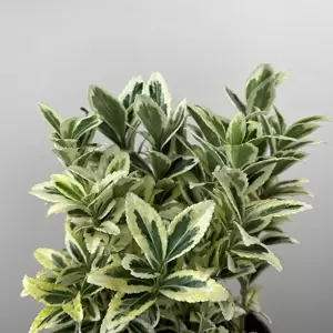 Euonymus japonicus 'White Spire' (Pot Size 23cm) - Japanese Euonymus - image 2