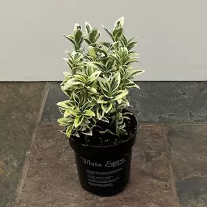 Euonymus japonicus 'White Spire' (Pot Size 17cm) - Japanese Euonymus - image 3