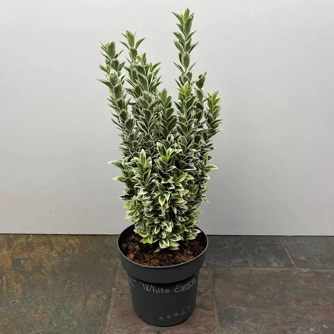 Euonymus japonicus 'White Spire' (Pot Size 17cm) - Japanese Euonymus - image 1