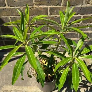 Euphorbia mellifera (4L) Honey Spurge - image 2