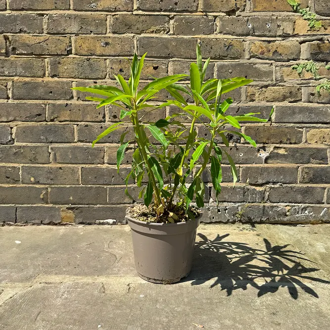 Euphorbia mellifera (4L) Honey Spurge - image 4