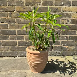 Euphorbia mellifera (4L) Honey Spurge - image 5