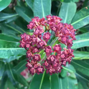 Euphorbia mellifera (4L) Honey Spurge - image 3