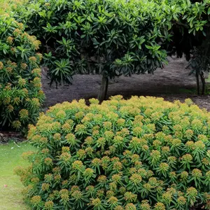 Euphorbia mellifera (4L) Honey Spurge - image 1