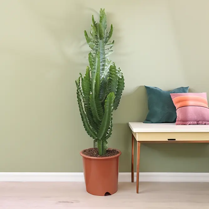 Euphorbia Trigona (Pot Size 17cm) African Milk Plant