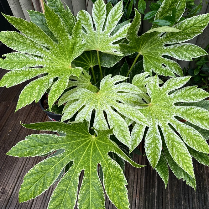 Fatsia japonica 'Spider Web' (Pot Size 3L) Japanese Aralia Caster Oil Plant - image 1