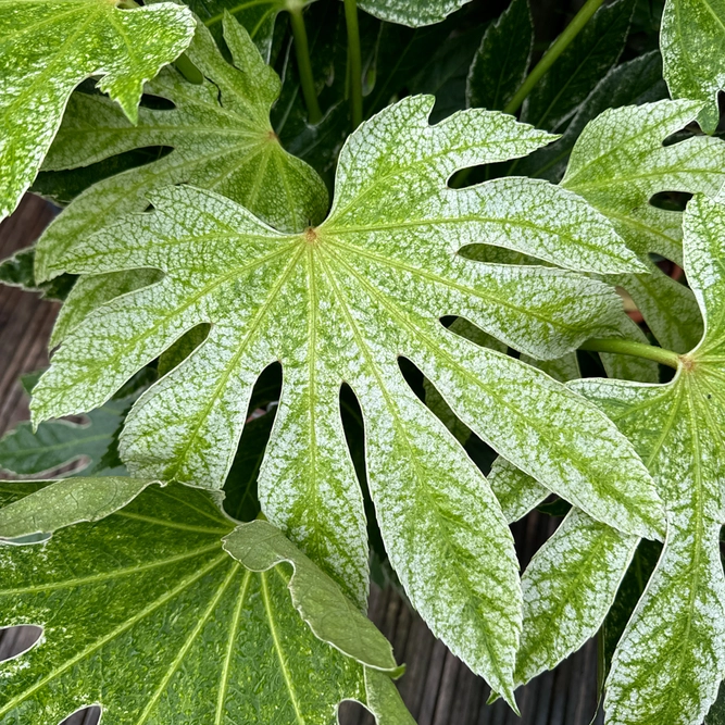 Fatsia japonica 'Spider Web' (Pot Size 3L) Japanese Aralia Caster Oil Plant - image 2