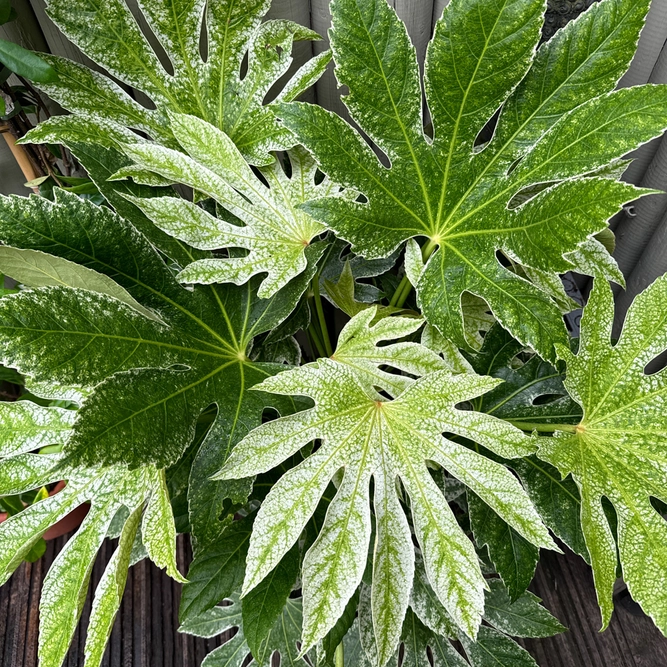 Fatsia japonica 'Spider Web' (Pot Size 3L) Japanese Aralia Caster Oil Plant - image 3