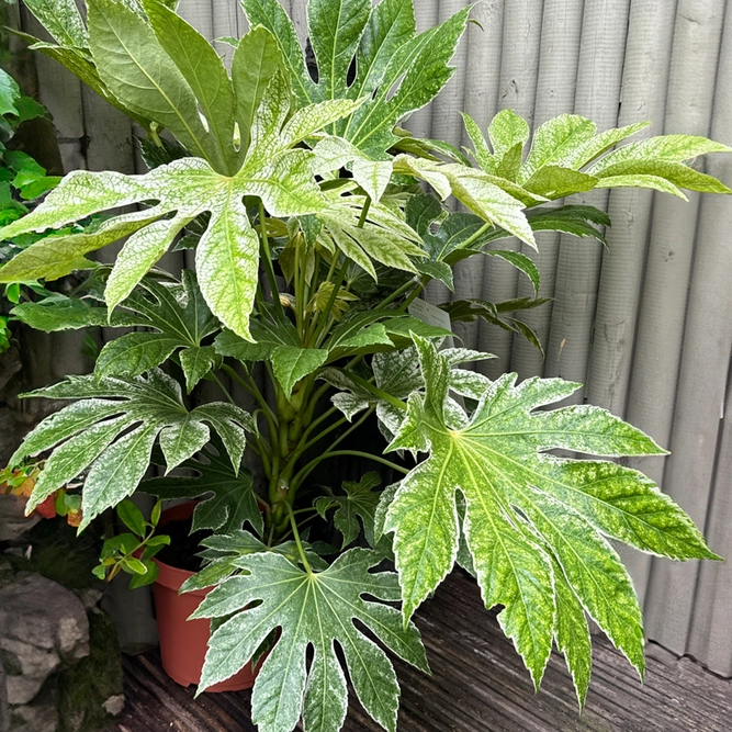 Fatsia japonica 'Spider Web' (Pot Size 3L) Japanese Aralia Caster Oil Plant - image 4