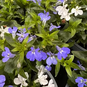 Festival Colours Lobelia (Pot Size 12cm)