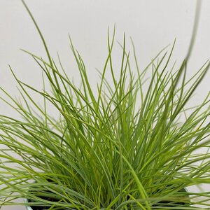 Festuca glauca 'AmiGold' - Ornamental Outdoor Grass