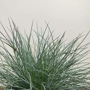 Festuca glauca 'Intense Blue' (Pot Size 2L) - Blue Grass - image 2