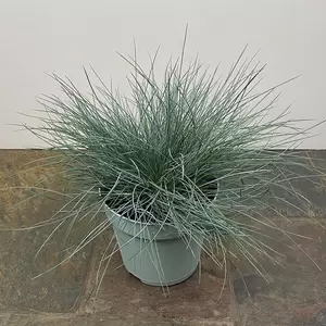 Festuca glauca 'Intense Blue' (Pot Size 2L) - Blue Grass - image 3