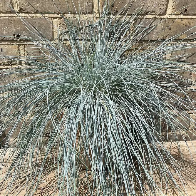 Festuca glauca 'Intense Blue' (Pot Size 2L) - Blue Grass - image 1