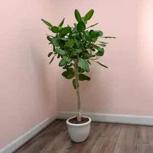 Ficus benghalensis 'Audrey' (Pot Size 32cm) Banyan Fig Tree
